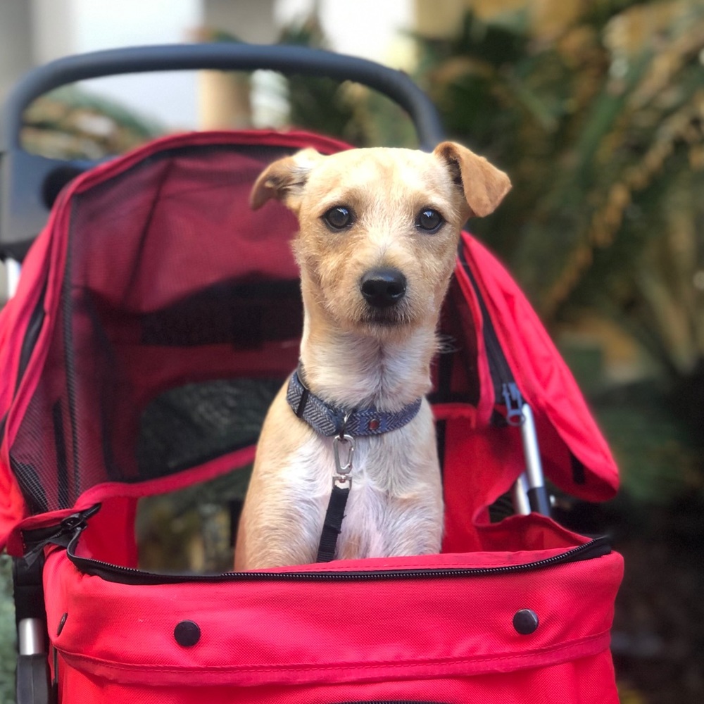 Meet your Posher, Shakira